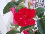 zoom photo